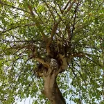 Ninfa Alburnea 4* Anzio