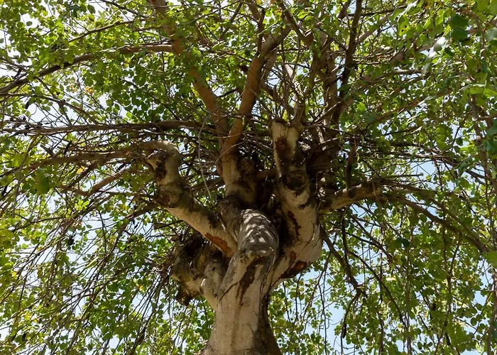 Ninfa Alburnea 4* Άντζιο
